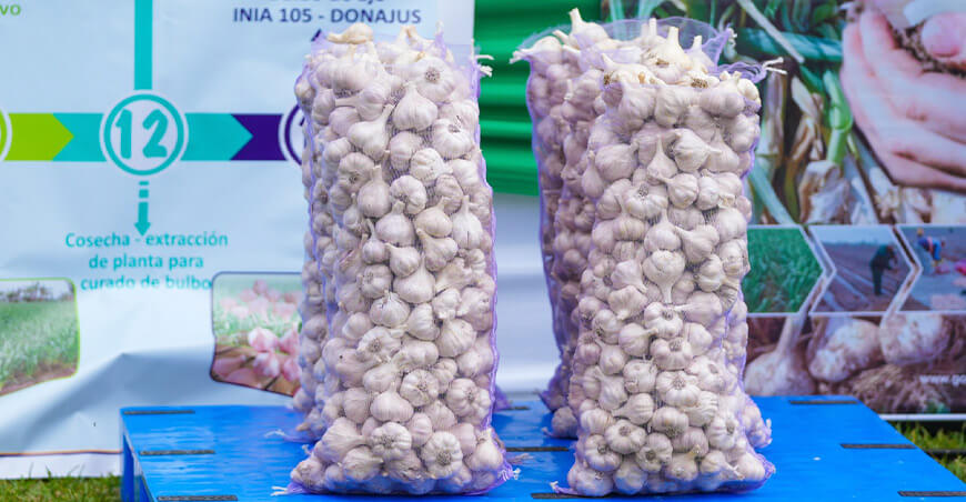 Ajos Donajus