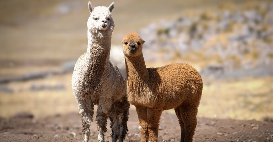 alpacas Puno Perú