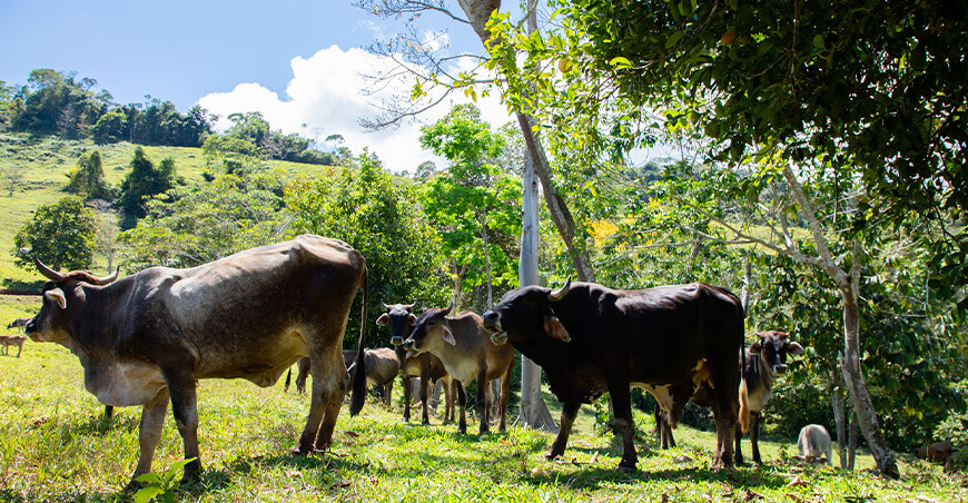 integración de árboles y pastos en sistemas silvopastoriles para la producción de carne y leche en ganado vacuno UNAS Perú