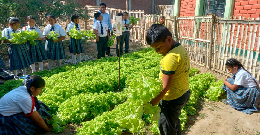 Proyecto de biohuertos de GORE Piura en Morropón