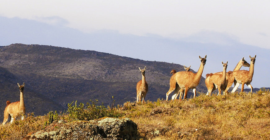 proyecto para la recuperación del guanaco Ayacucho Perú