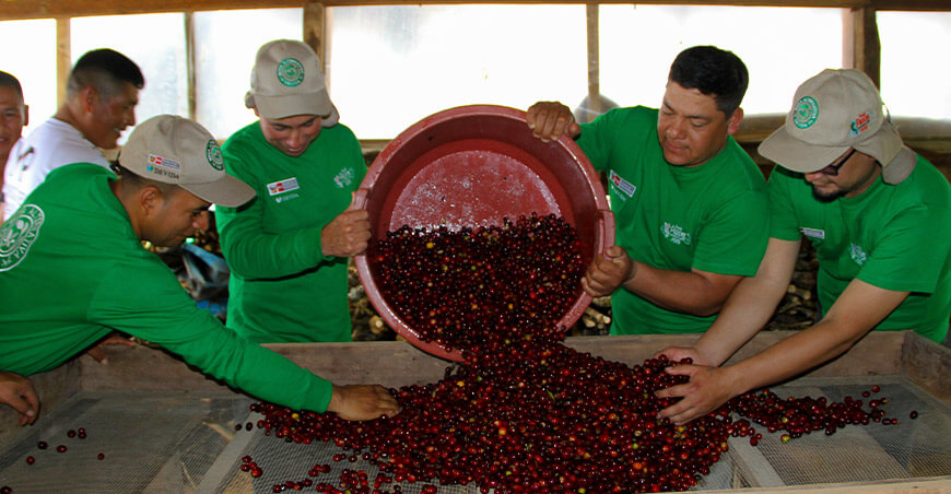 Devida fortaleció las capacidades de sus técnicos para mejorar la cadena del café en Cajamarca Perú
