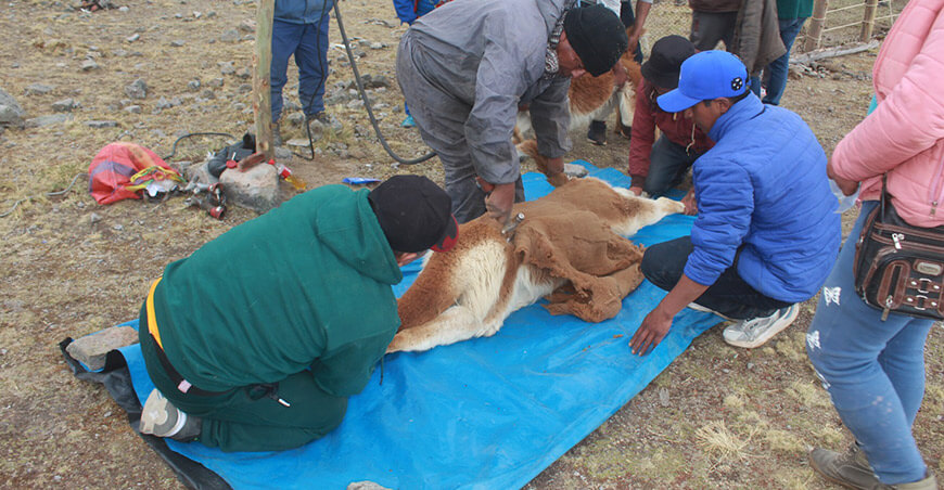 Captura y Esquila de Vicuñas Lima Perú