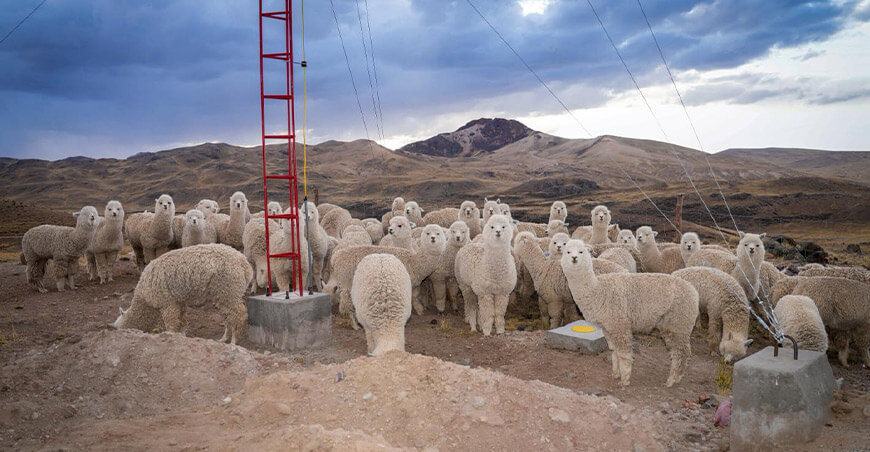 Centro de Producción de Reproductores alpacas Suatia Lampa Puno Perú