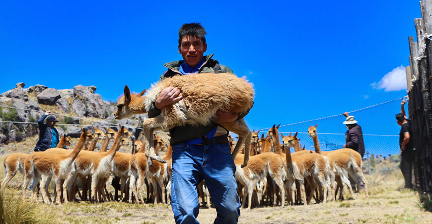 chaccu de vicuñas comunidad campesina Cahuide La Libertad