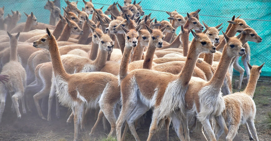 Chaccu de Vicuñas La Libertad Perú