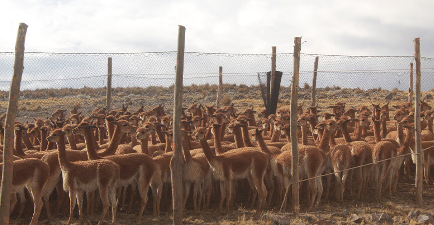 tradicional Chaccu de Vicuñas en Cachuy Lima Perú