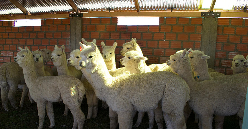 cobertizos alpacas Perú Agro Rural