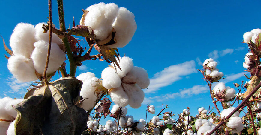 cultivo algodón México