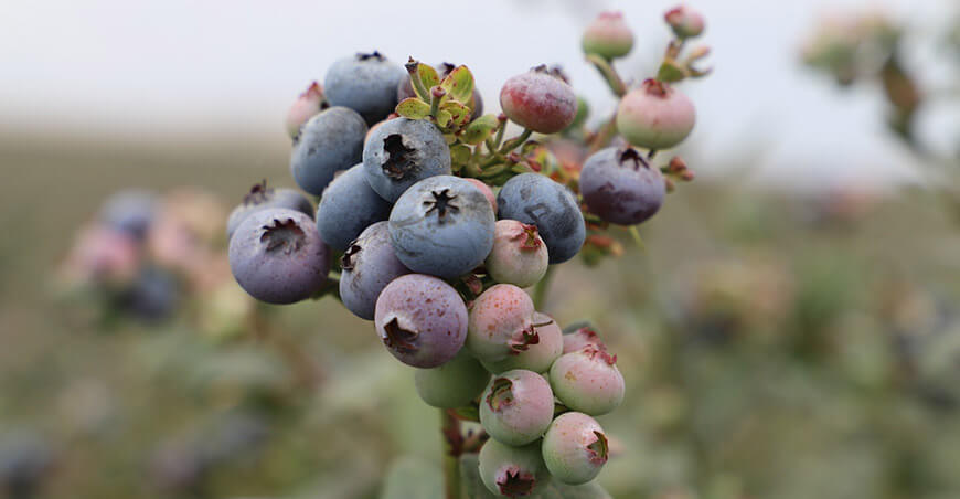 Exportaciones agrícolas de Lambayeque cultivo de arándano Perú