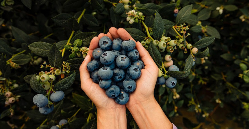 Perú cultivo de arándanos peruanos