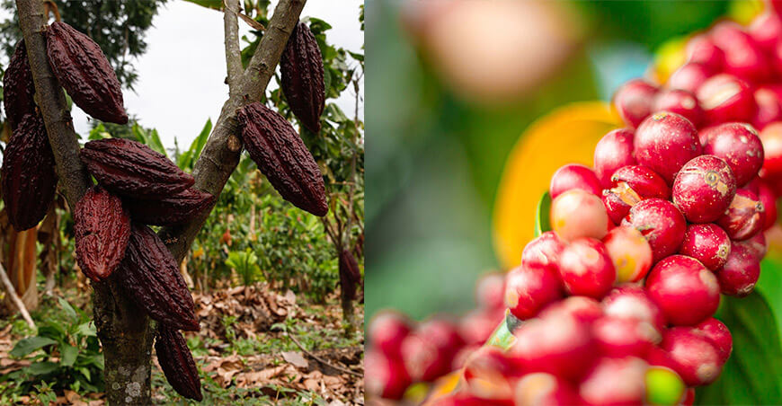 cultivo de café y cacao Perú