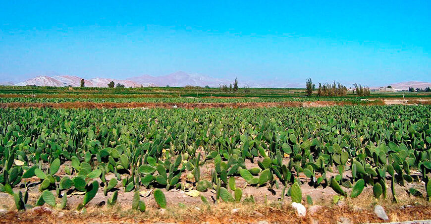Cadena de la cochinilla en Arequipa Perú