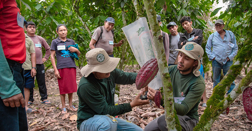 cacaoteros fortalecieron sus capacidades en Días de Campo organizados por Devida Huánuco Perú