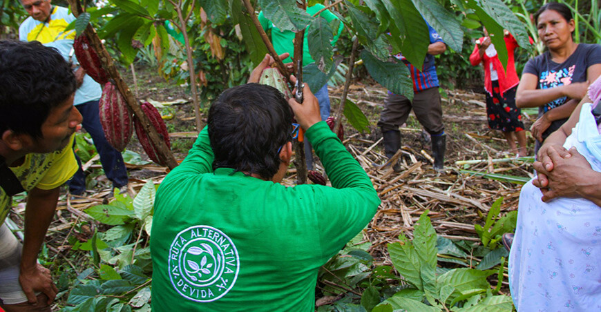 Fortalecieron capacidades productivas de cacaoteros en la comunidad nativa Chapi Amazonas Devida Perú