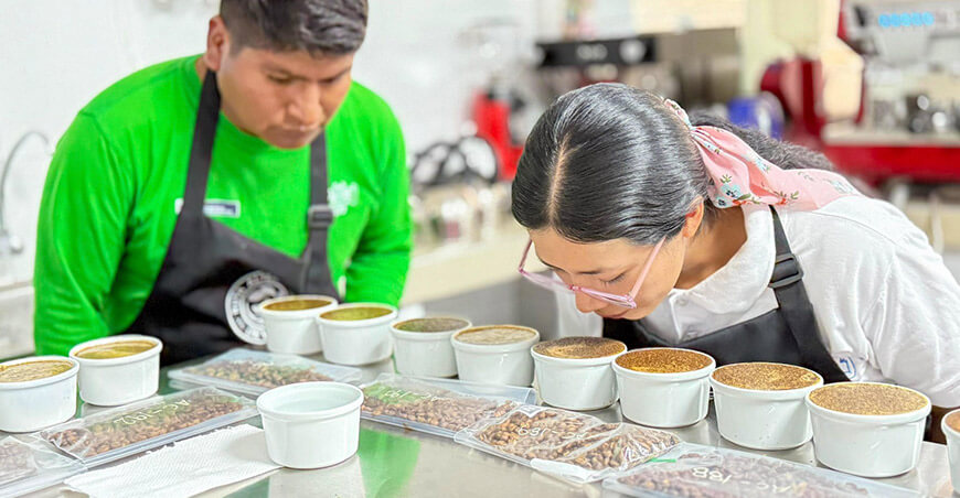 Analizaron 247 muestras de café para elevar la calidad del grano Cusco Devida Perú