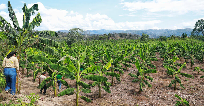 Devida impulsa producción de plátanos Junín Perú