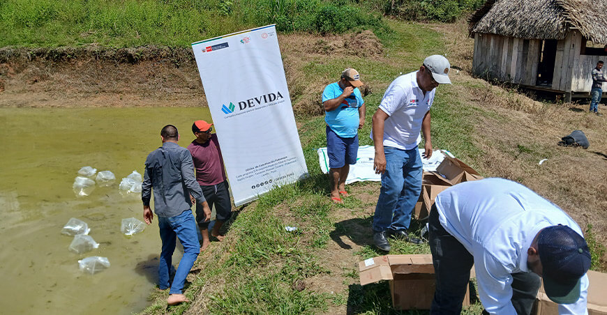 Devida siembra 150 000 alevines de gamitana en la cuenca del río Putumayo Loreto Perú