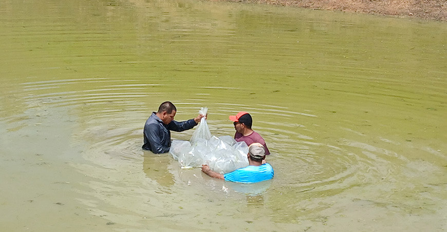 Devida siembra 150 000 alevines de gamitana en la cuenca del río Putumayo Loreto Perú