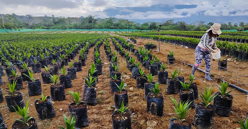 Entregaron plantones de palma aceitera Tocache San Martín
