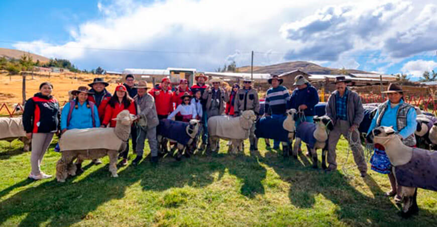 Entregaron ovinos a asociación ganadera de Choaquere Apurímac Perú