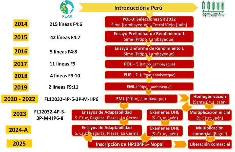 Nueva variedad de arroz “HP104FL-Nopal”