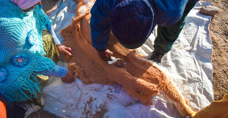 esquila de vicuñas a comuneros de Quimsachata Moquegua Perú