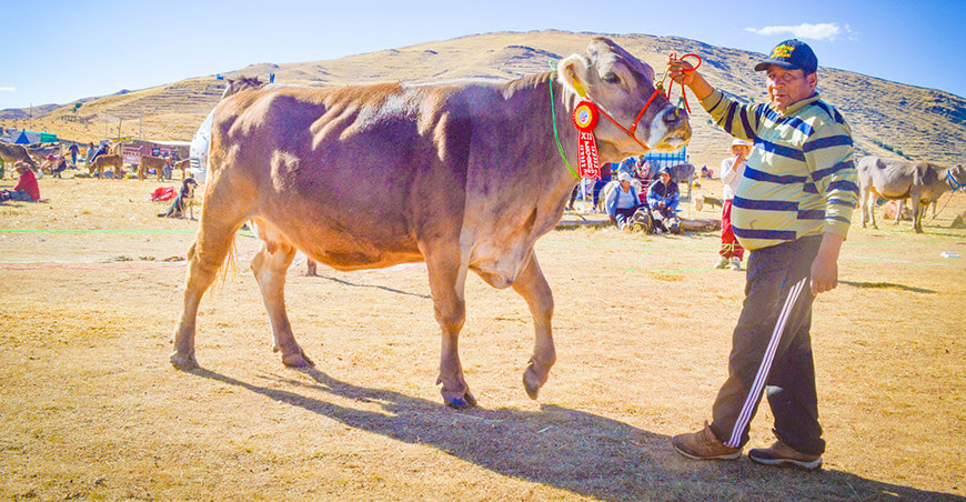 Azángaro te invita a vivir la FEAGRO Puno Perú