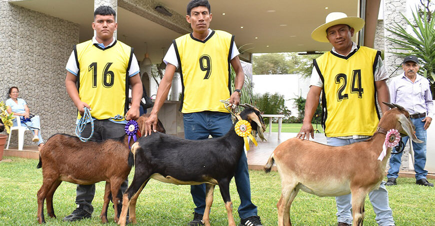 Feria Regional de Ganadería Caprina reunirá a los mejores productores de Piura Perú