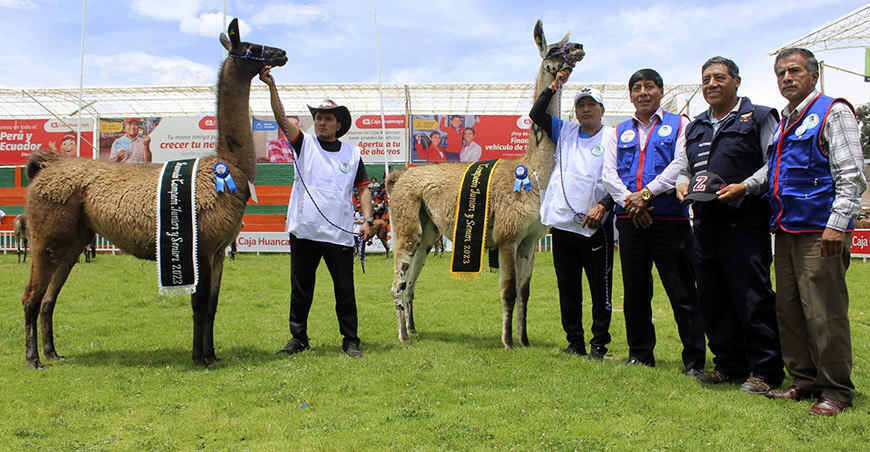 Festival de la Llama Marcapomacocha Junín