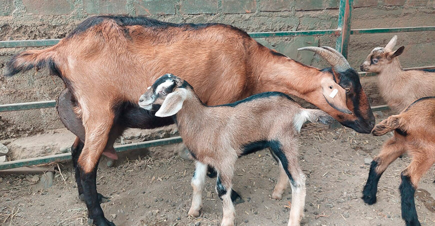 ganadería caprina alta calidad genética INIA Perú