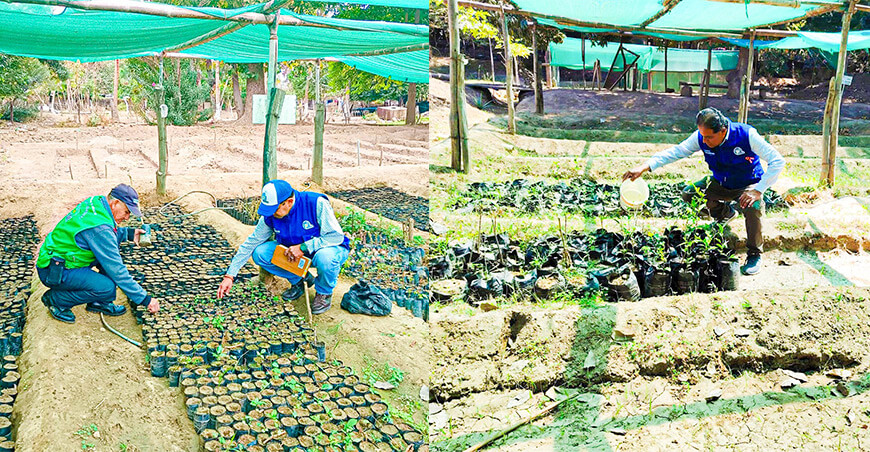 Piura impulsa reforestación con más de 3600 plantones producidos en vivero de Marcavelica
