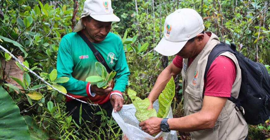 IIAP investiga la riqueza natural y cultural de los varillales de altura en Amazonas