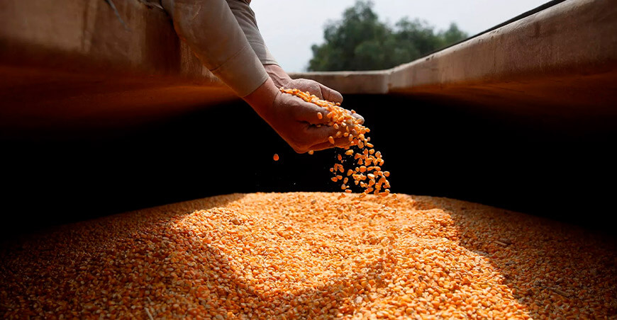 importación de maíz amarillo duro