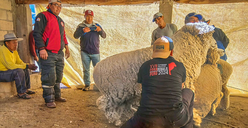 Impulsan mejora genética de ovinos con inseminación artificial en Maranganí Canchis Cusco Perú