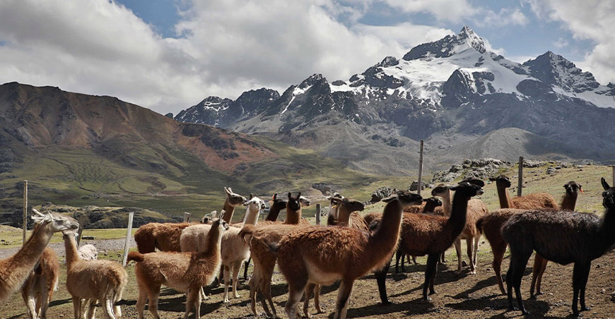 Festival de la Llama Marcapomacocha Junín Perú