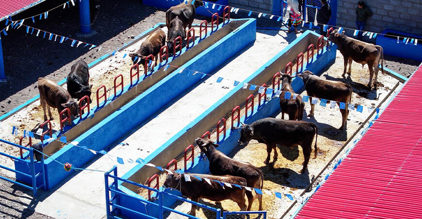 módulos de engorde ganado vacuno Puno Perú
