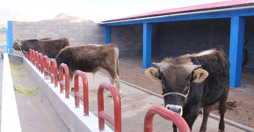 Inauguraron módulo de engorde tecnificado de vacunos en Huacullani Puno Perú