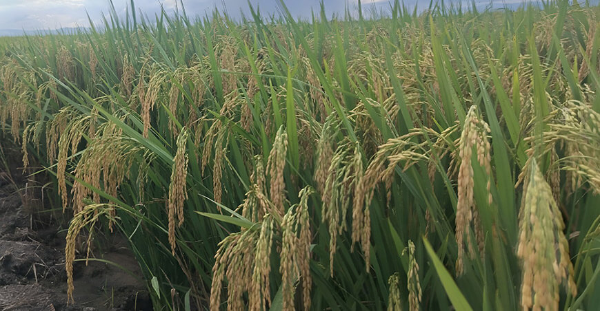 Nueva variedad de arroz “HP104FL-Nopal” Hacienda el Potrero