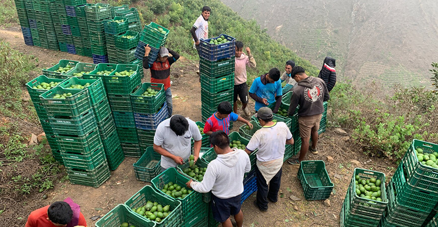 Perú Áncash exportación palta Hass peruana
