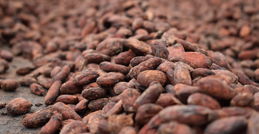 cacao grano peruano