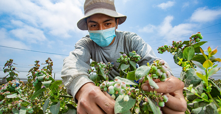 Perú cultivo de arándano peruano