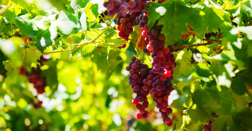 Perú producción de cultivo de uva