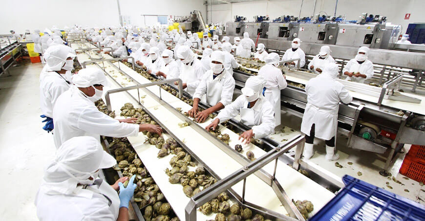 Perú exportación de alcachofa peruana