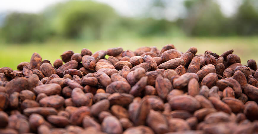 Perú exportación cacao peruano