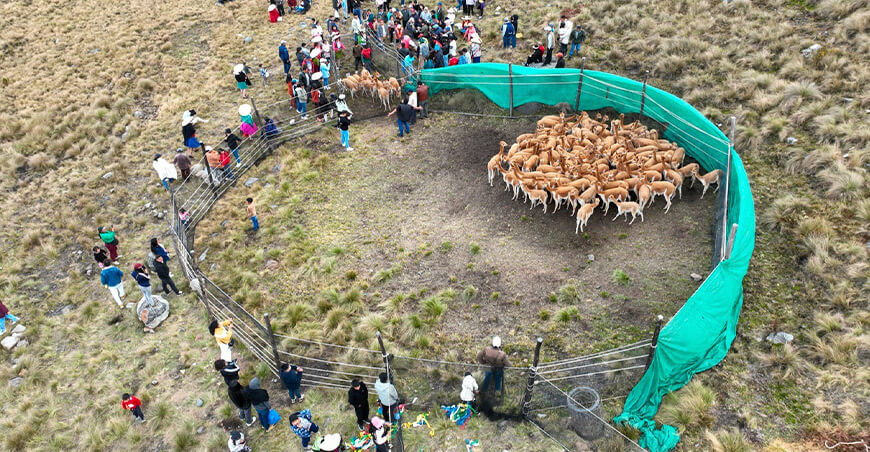 Chaccu de Vicuñas La Libertad Perú