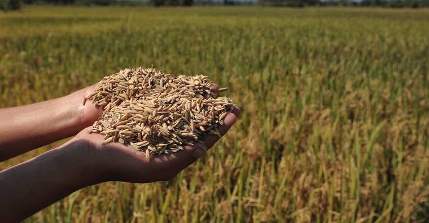 Perú producción arroz cáscara San Martín