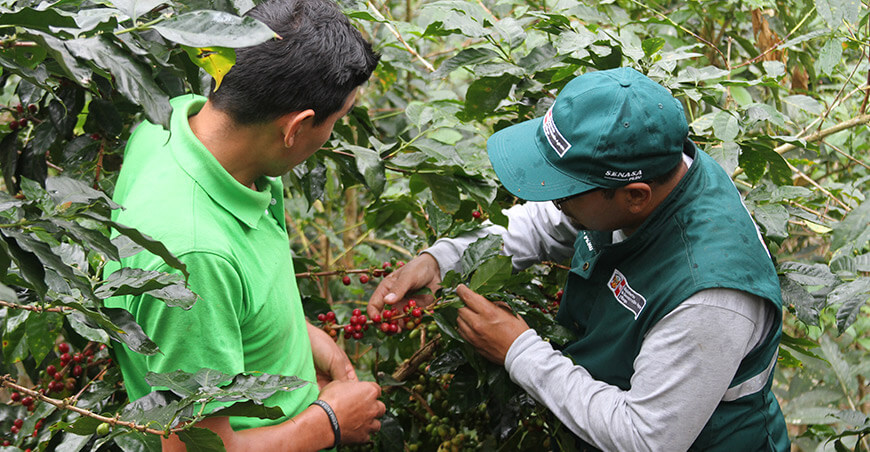 Senasa Perú capacitación productores de café