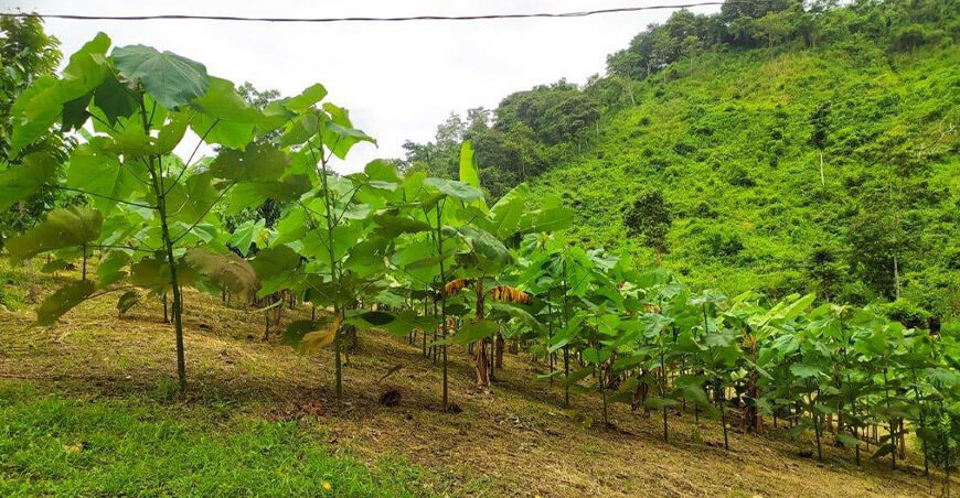 plantaciones de balsa Perú