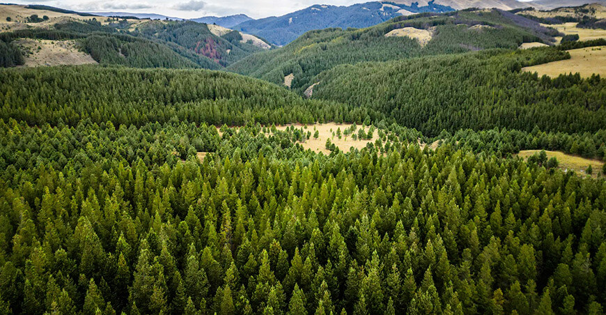 plantaciones forestales comerciales Perú